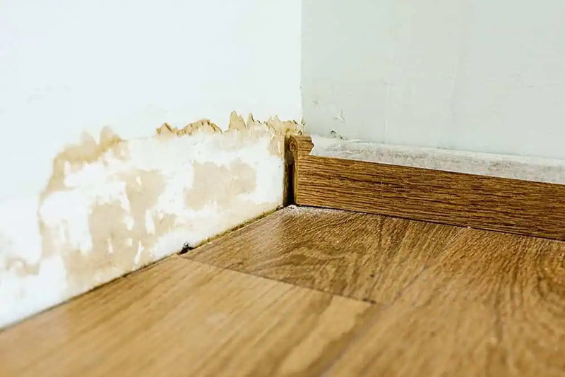 Water Damage and Mold Growth: Prevention and Timelines