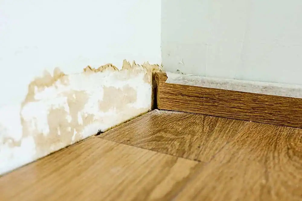 Water Damage and Mold Growth: Prevention and Timelines